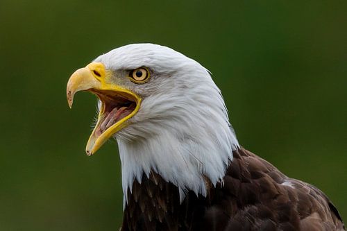 Portrait of american sea eagle