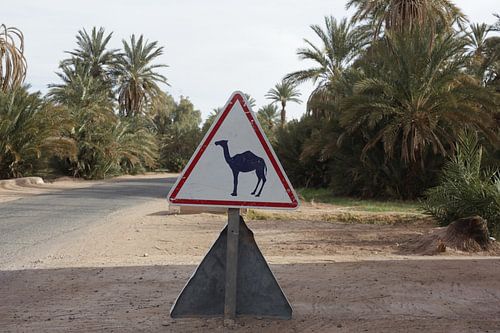 Whatch out for camels