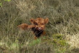 Scottish highlander cub by Sanne Voortman