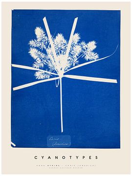 Anna Atkins - Cyanotypes - Carix America