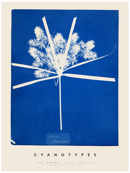 Anna Atkins - Cyanotypes - Carix America by Old Masters