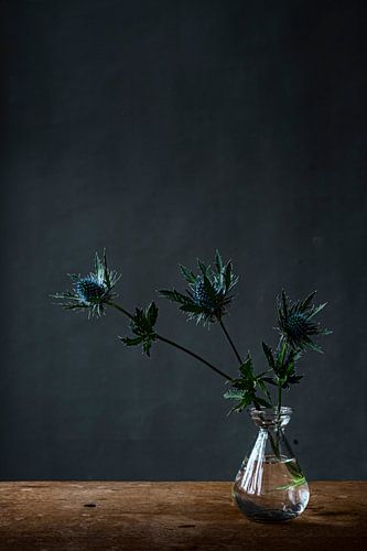 Foto print |distels in vaas tegen donkere achtergrond | botanisch