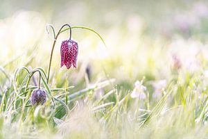 Paars geblokte kievitsbloem in het grasland met zonnig tegenlicht