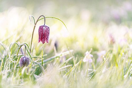 Fleur de vanneau à damier violet dans la prairie avec rétro-éclairage ensoleillé