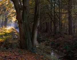 Forest by Claudia De Vries