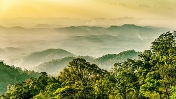 Rainforest with fog on the Genting highlands in Malaysia by Dieter Walther