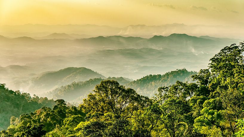 Rainforest with fog on the Genting highlands in Malaysia by Dieter Walther