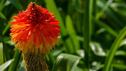 Madeira - Bloeiende roodgloeiende pook met groene achtergrond - kniphofia