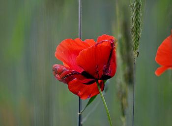 Bright red.