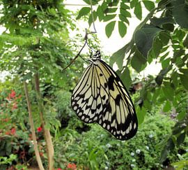 Hangende papiervlinder, Idea Leuconoe. by Il se