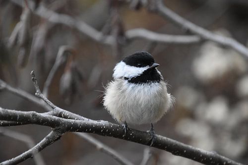 Een mees in de herfst