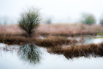 Meinerswijk Uiterwaardenpark, Arnheim von Eddy Westdijk