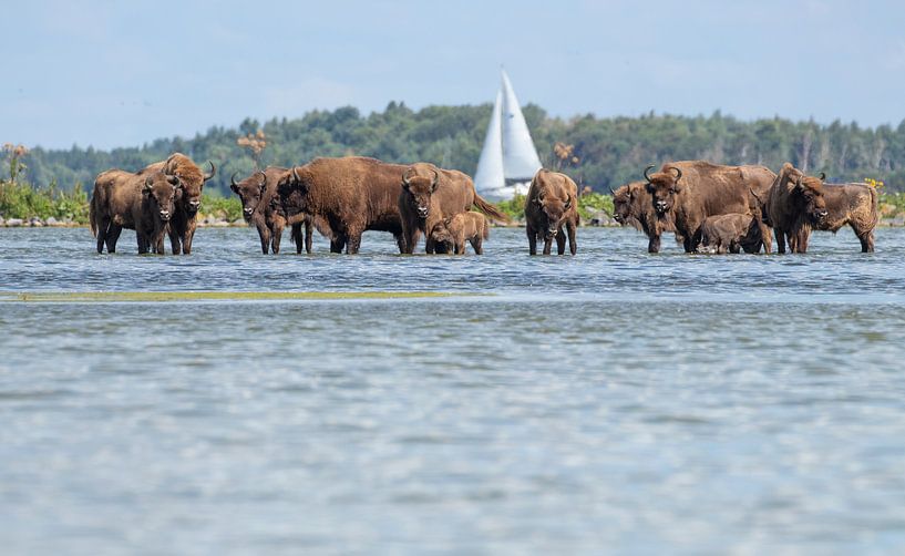 Wisenten zoeken verkoeling in het water van Marcel Klootwijk