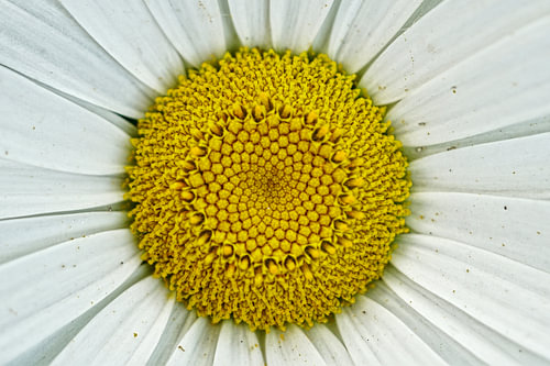 Botanische Textur – Leucanthemum maximum (Nahaufnahme)