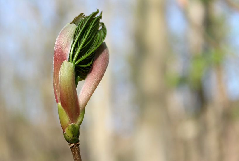 Ontluiking van het voorjaar van Nadia Langenberg