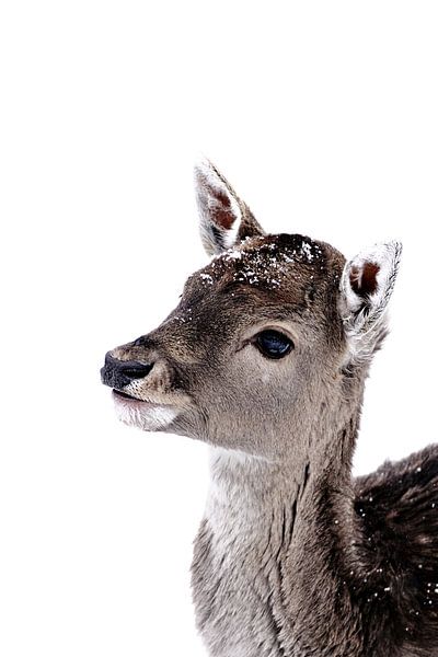 Little Fawn Fiona by Monika Strigel