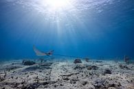 Spotted eagle ray by DesignedByJoost thumbnail