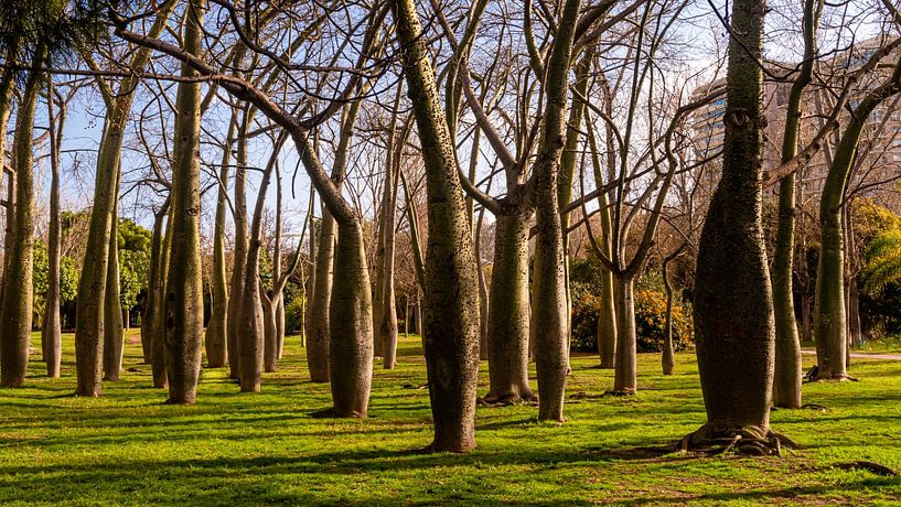 Baobabs dans le parc Turia de Valence Espagne par Dieter Walther