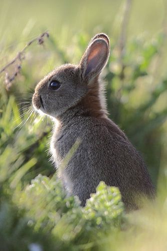 Konijn in tegenlicht