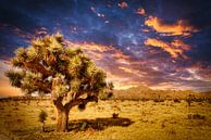 Schemering Joshua Tree in Joshua Tree National Park in Califonië van Dieter Walther thumbnail