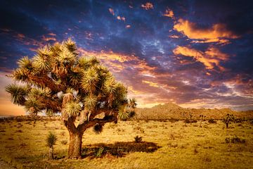 Dusk Joshua Tree in Joshua Tree National Park in Califonia by Dieter Walther