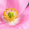 Close-up van een roze papaverbloem van Mustafa Kurnaz