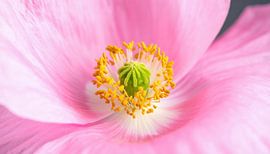 Gros plan d'une fleur de pavot rose