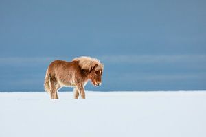 Cheval islandais dans la neige sur Martijn Smeets