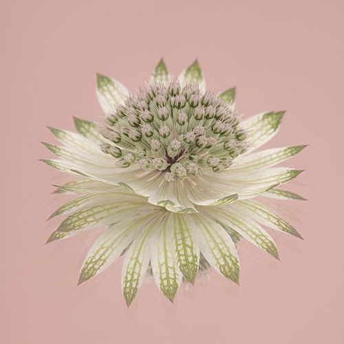 Roze vierkantje met wit Zeeuws knoopje (Astrantia Major)