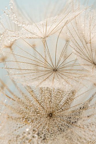 Web-achtige structuur  van een morgenster (Tragopogon) met kleine waterdruppeltjes