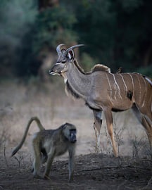 Junges Kudu-Männchen von Tom Zwerver