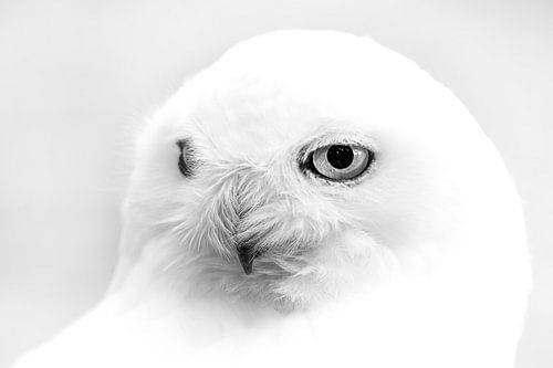 Harfang des neiges