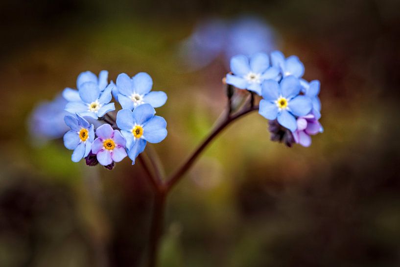 Don't Forget Me by Rob Boon