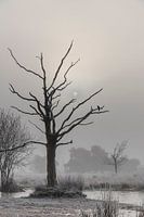 Boom in de mist