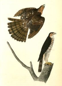 Havik, Sharp-shinned Hawk., Audubon, John James, 1785-1851