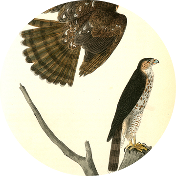 Havik, Sharp-shinned Hawk., Audubon, John James, 1785-1851