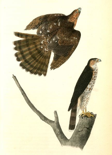 Havik, Sharp-shinned Hawk., Audubon, John James, 1785-1851 van Liszt Collection