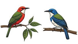 Bunte Singvögel Illustration