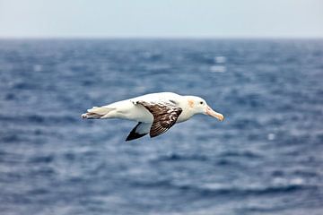Albatrossen tijdens de vlucht van Roland Brack