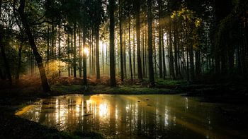 Herstzon auf der Veluwe