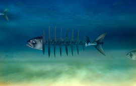 Unterwasserwelt von Pat Desmet