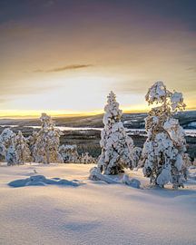 Schneeteppich von Steven Driesen