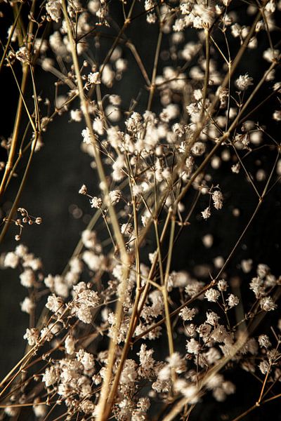 Gypsophila by Melanie Schat