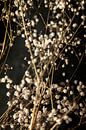 Gypsophila von Melanie Schat Miniaturansicht