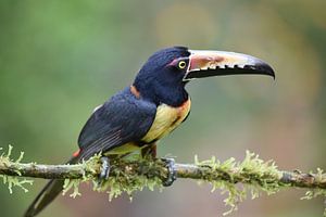 Oiseaux du Costa Rica : Aracari à collier (Aracari à collier)