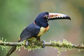 Oiseaux du Costa Rica : Aracari à collier (Aracari à collier) sur Rini Kools