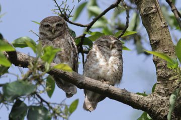 #NEPAL555 Spotted Owlet sur Coen nengerman