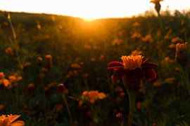 Magical light by Timo van Beelen