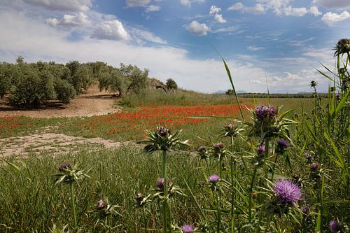 Oliveraie et fleurs sauvages en Espagne