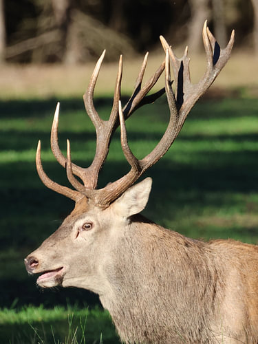 Rotwild im Nationalpark De Hoge Veluwe